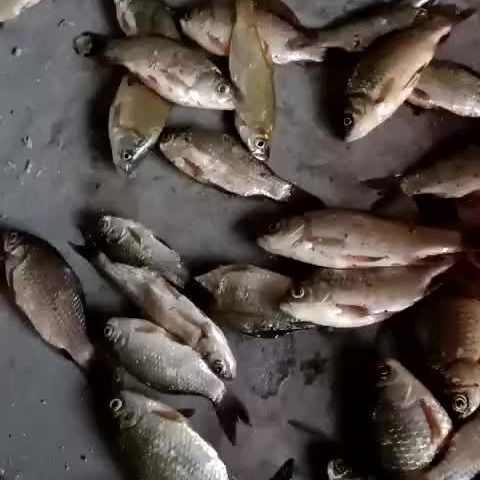 打窝料野钓酒米底窝通杀鲫鱼饵大物黑坑鲫鲤鱼窝料钓鱼装备食用品