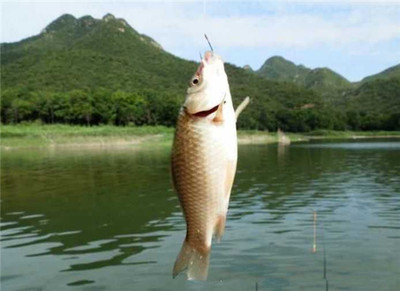 立秋钓鱼之我见-