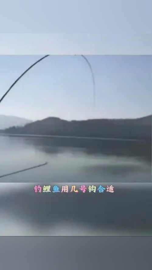 钓鲤鱼必须得是伊势尼,钓友们都用几号呢 钓鱼 渔具用品