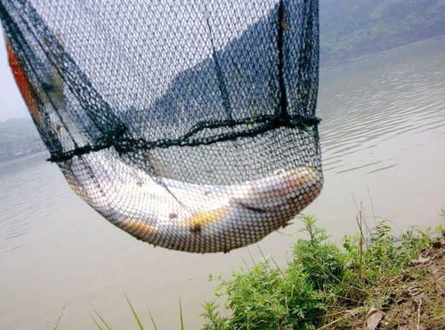 野生红梢鱼垂钓记 四川红脸棒的黄金时节
