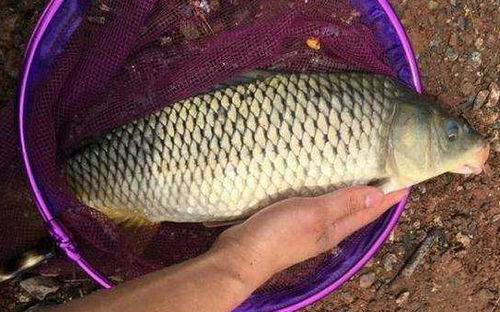 海竿垂钓中抄网的使用与注意事项